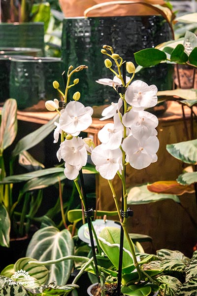 Phalaenopsis Limited Edition